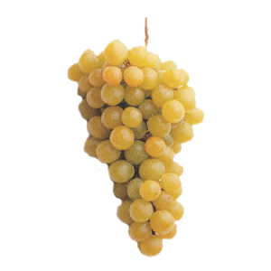 uva vinalopo variedad Aledo frutas falco novelda