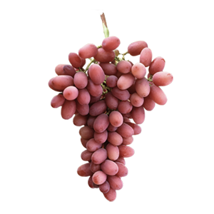 uva vinalopo variedad crimson frutas falco novelda