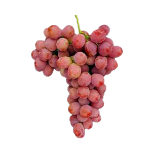 uva vinalopo variedad Red Globe frutas falco novelda