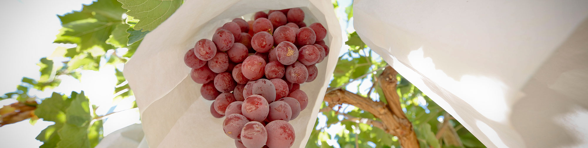 frutas falco uva de mesa vinalopo novelda alicante red globe