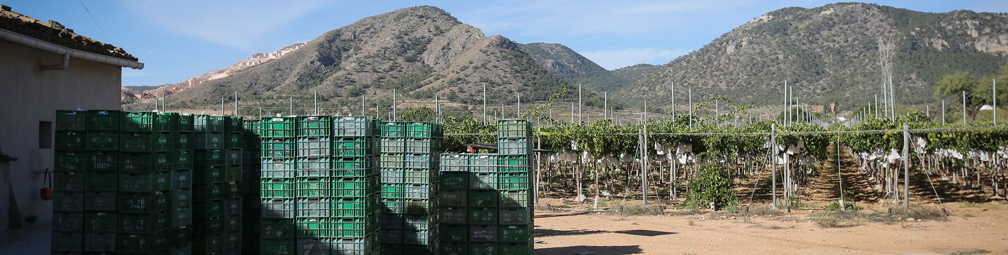 frutas falco uva de mesa vinalopo novelda alicante recolección